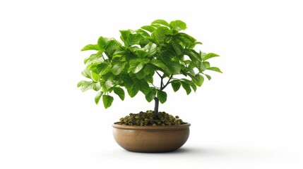 Obraz premium Green Bonsai Tree in Brown Ceramic Pot