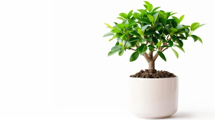 Obraz premium Potted tree with green leaves on white