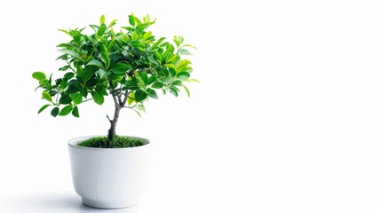 Obraz premium Vibrant Bonsai Tree in White Pot