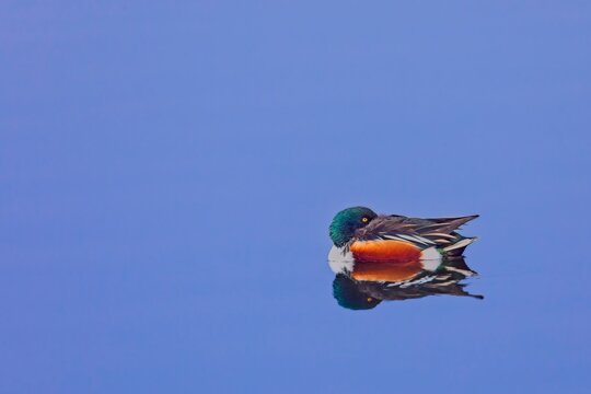northern shoveler mirror image