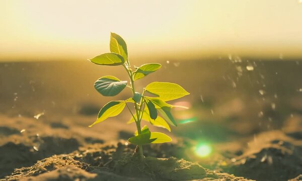 Growth from Past Lessons