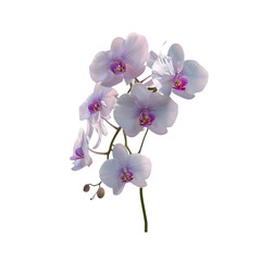 Elegant White and Purple Orchid with Transparent Background