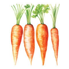 watercolor painting of carrot four collection isolated (4)