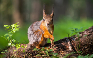 A beautiful squirrel in a forest park in the summer