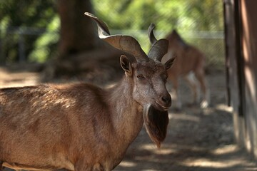 振り向いたオスのマーコールのポートレート