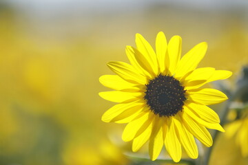 日本の夏のひまわり