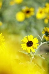 日本の夏のひまわり