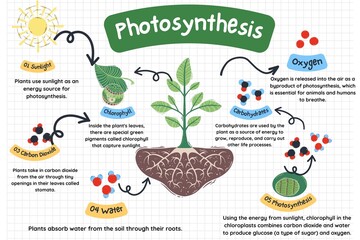 Fototapeta premium Photosynthesis Diagram