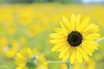 日本の夏のひまわり
