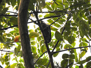 Sunda Pygmy Woodpecker bird on tree