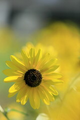 日本の夏のひまわり