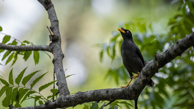 javan myna on a branch