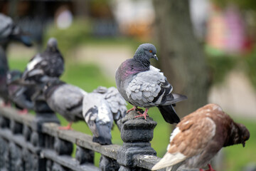 Urban pigeons perch on a park fence, embodying the harmony of nature within the city. Their presence symbolizes community life and resilience amidst urban landscapes