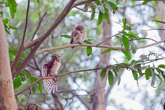 spotted owlet wing stretch