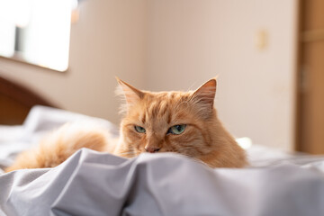 ベットの上でくつろぐ猫　茶トラ猫