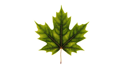 colorful maple leaves25