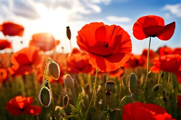 poppy field with sky