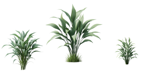 Cluster Plant isolated on transparent background
