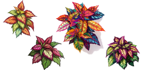 Coleus cartoon vector illustration clipart whit background