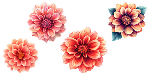 Dahlia vector illustration clipart white background
