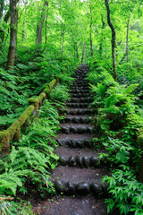 Mossy Stairway Leading into the Green Abyss