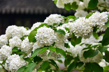 Close-up of beautiful hydrangea bush in the garden