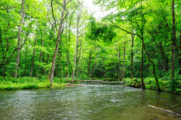 Obraz premium Peaceful Flow of Oirase River Surrounded by Lush Green Forest in Japan