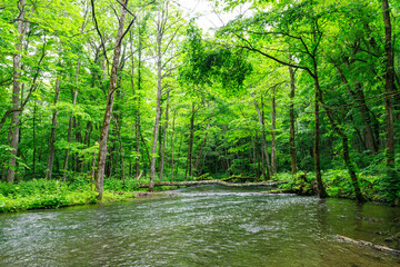 Tranquil Stream Flowing Through Oirase River in Aomori, Japan