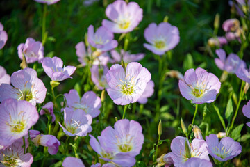 Fototapeta premium Close-up of Pink Evening Primrose, Oenothera speciosa