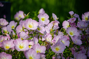 Close-up of Pink Evening Primrose, Oenothera speciosa