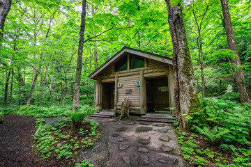 A Solitary Toilet Facility Amidst the Forest Greenery