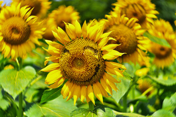 ニコニコヒマワリ