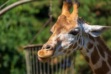 Close-up of a giraffe in front of some green trees, looking at the camera