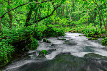 Fototapeta premium Flowing Waters of Oirase River in Lush Aomori Forest