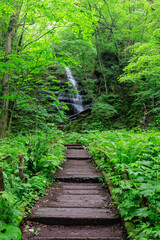 Fototapeta premium A Serene Journey Through the Verdant Forest Waterfall, Oirase River, Aomori, Japan