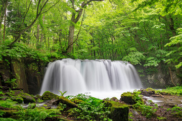 Flowing Waters of Oirase River Through Aomori's Verdant Forest, Japan