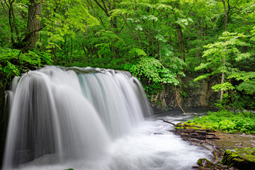 Obraz premium Flowing Waters of Oirase River Through Aomori's Verdant Forest, Japan