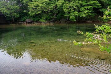 A Serene River Scene with a Duck Swimming in Clear Waters