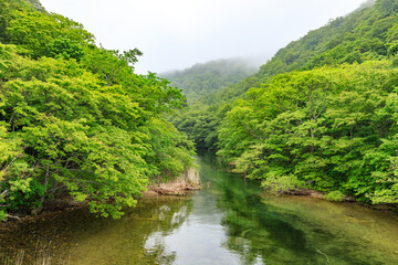 Obraz premium Misty River Winding Through Lush Green Valley, Oirase River, Aomori, Japan
