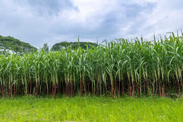 Sugarcane field plant green natural background.it taste sweet and good for health.