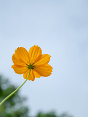 orange cosmos flower Close-up photo Beautiful against the background of the blue sky and clouds.
