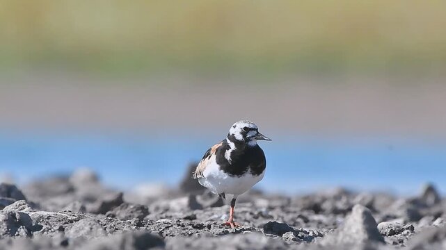 The Ruddy Turnstone (Arenaria interpres) was seen on the shores of Kabakli pond in Diyarbakır.