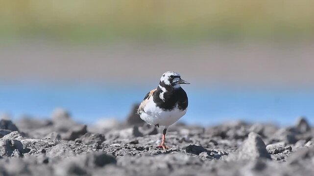 The Ruddy Turnstone (Arenaria interpres) was seen on the shores of Kabakli pond in Diyarbakır.