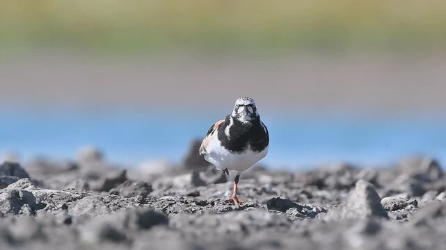 The Ruddy Turnstone (Arenaria interpres) was seen on the shores of Kabakli pond in Diyarbakır.