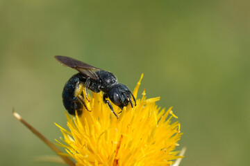 Closeup on a the Coppery Small or Goliath carpenter bee , Ceratina chalcites on a yellow Centaurea solstitialis flower