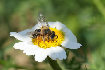 Closeup on female yellow legged mining bee, Andrena flavipes sitting on a white and yellow flower...