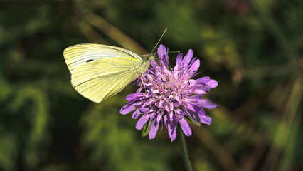 Sonnenblumen, Pferden und Grashupfern Schmetterlingen Blumen