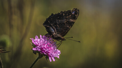 Sonnenblumen, Pferden und Grashupfern Schmetterlingen Blumen