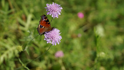 Sonnenblumen, Pferden und Grashupfern Schmetterlingen Blumen