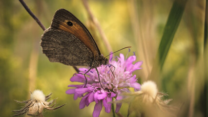 Sonnenblumen, Pferden und Grashupfern Schmetterlingen Blumen